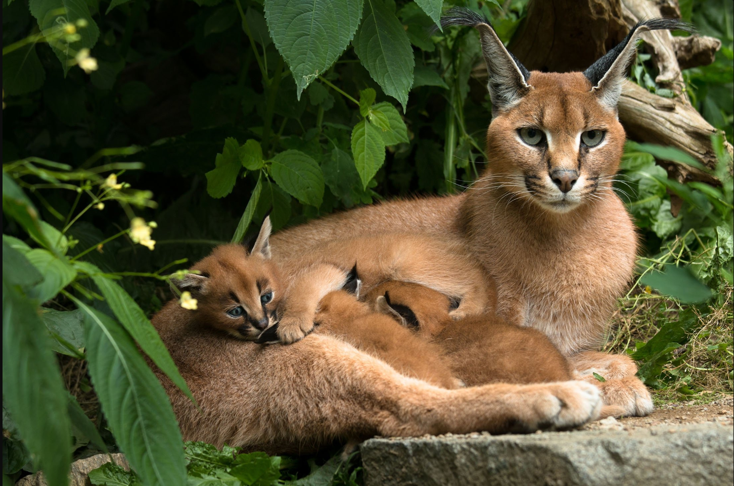 wild animal