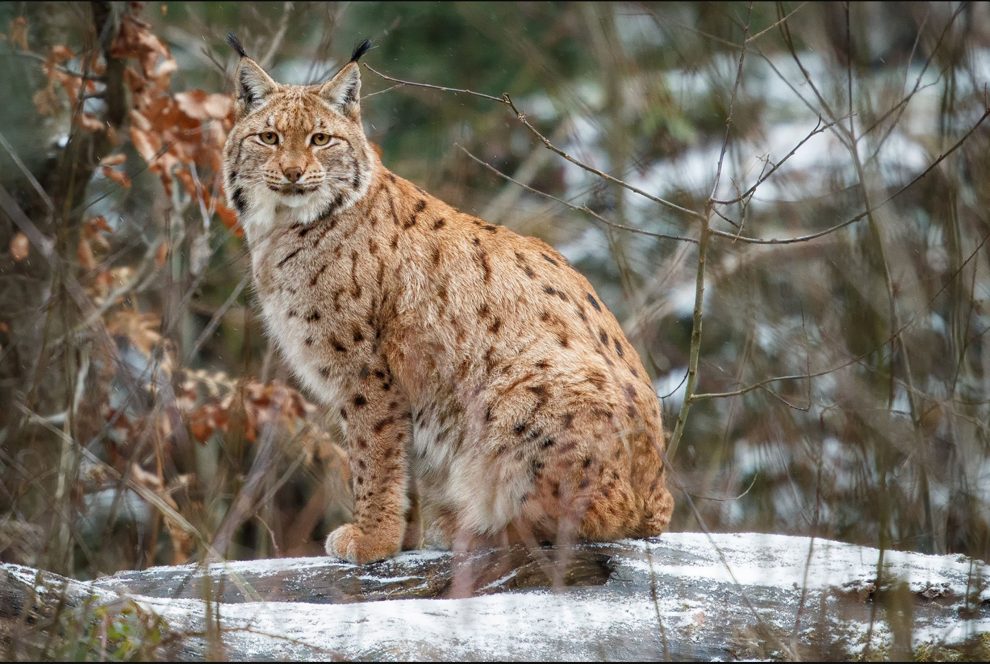 Lynx