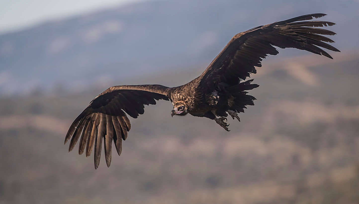 Black Vulture