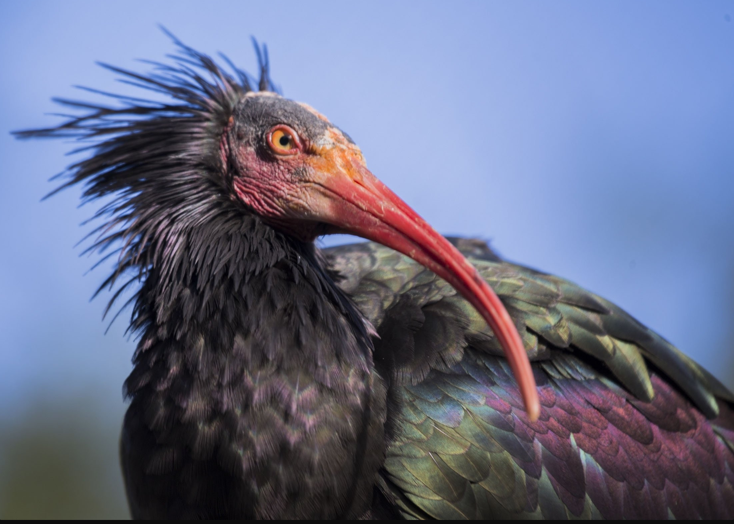 ibis
