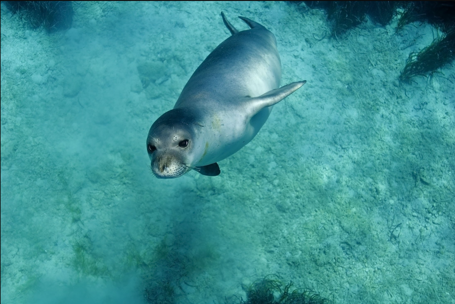 monk seal