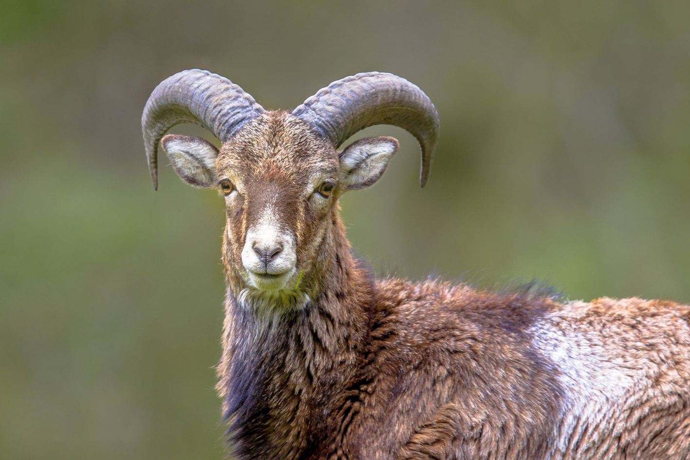 mouflon sheep