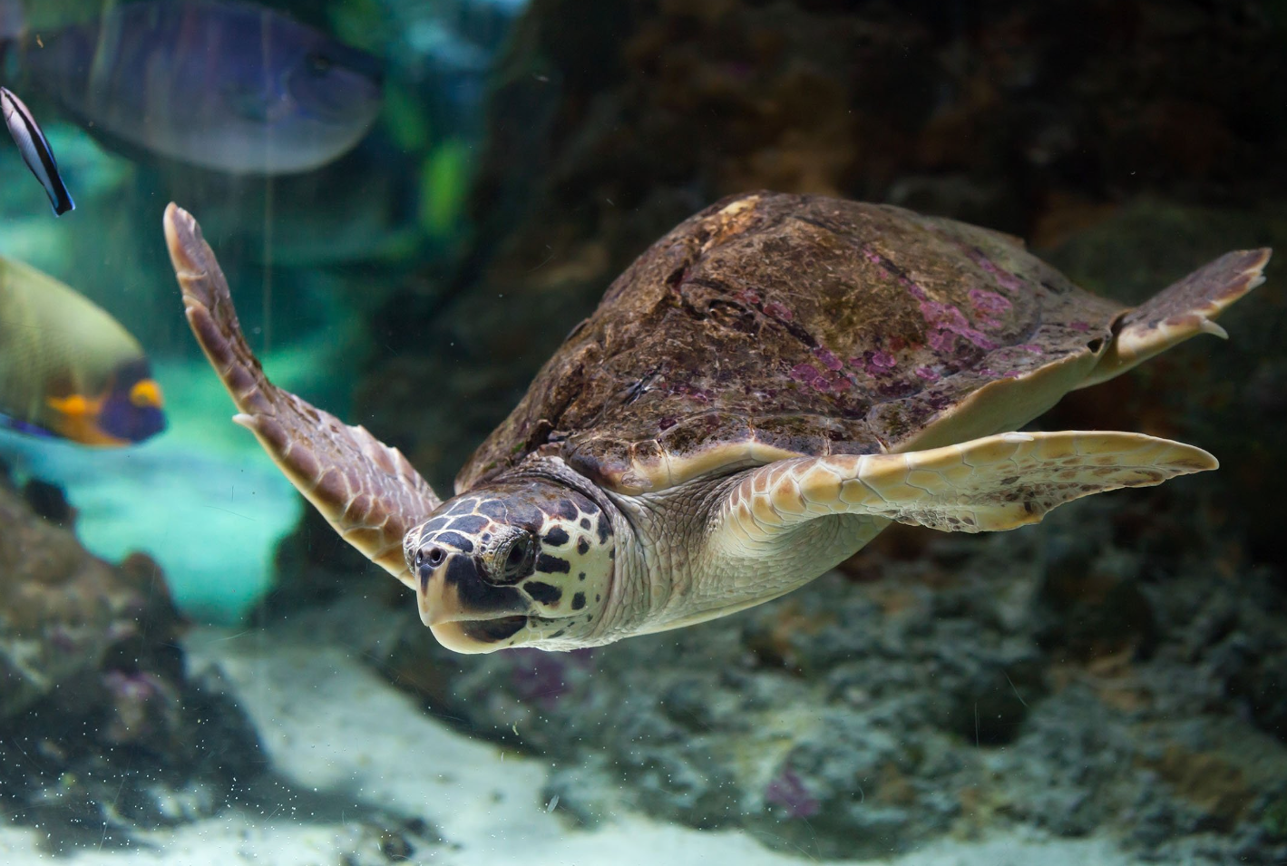 turtle