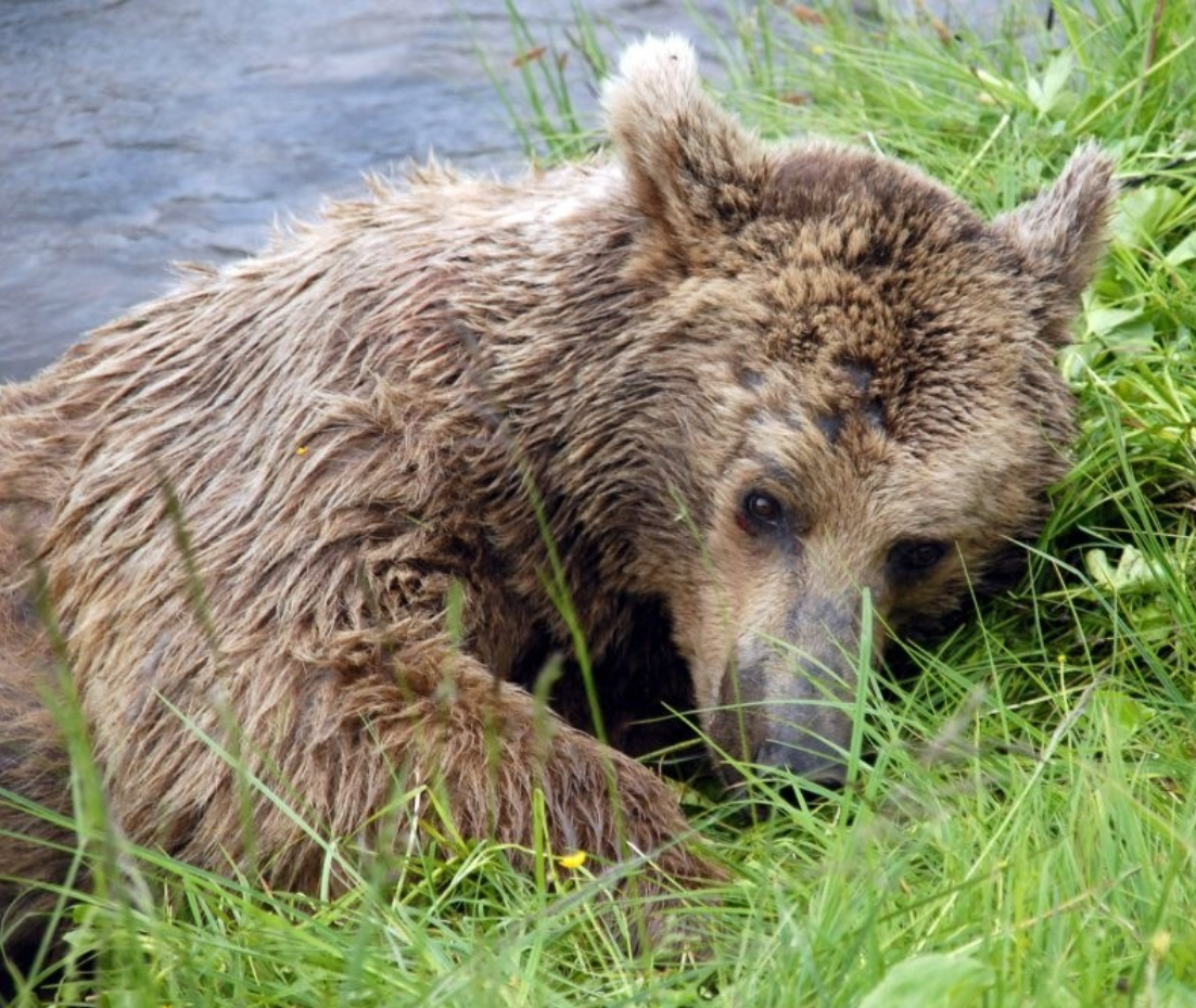 brown bear