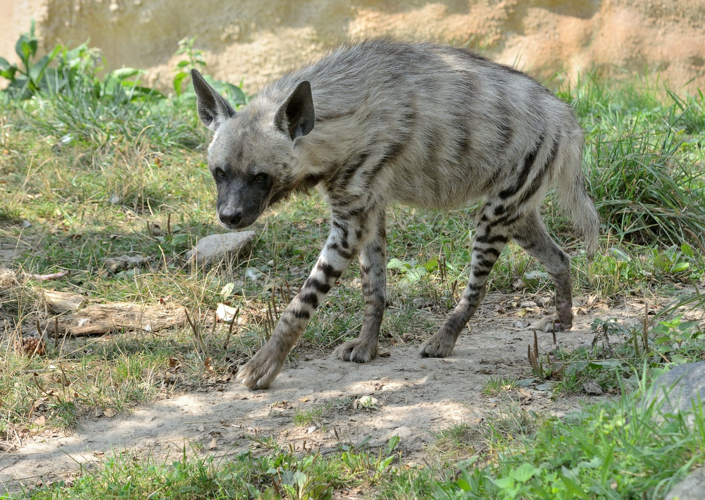 hyena