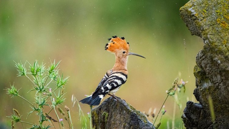 birdwatching